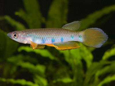 Epiplatys sexfasciatus Epiplatys sexfasciatus